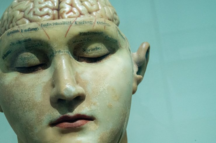 Close-up photo of a Human anatomy model